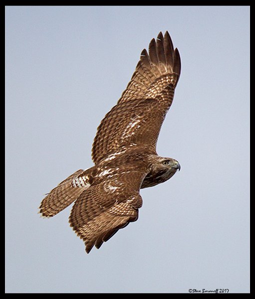 _7SB4153 red-tailed hawk.jpg